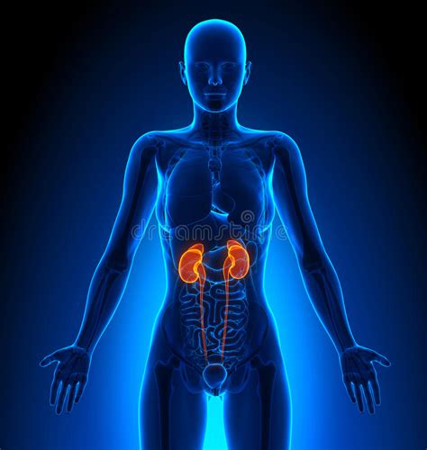 Kidneys - Female Organs - Human Anatomy Stock Illustration - Image