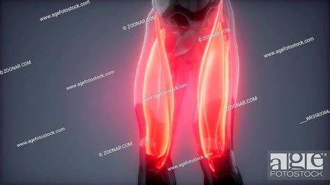 Thigh Muscles Visible Muscle Anatomy Map Stock Photo Picture And