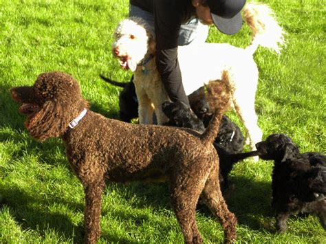 Red, apricot, black and occasional brown standard poodle home. Daisy - Standard Poodle- Aussiedoodle and Labradoodle ...