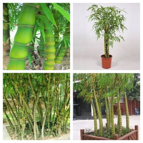 Maybe you would like to learn more about one of these? Bambusa ventricosa is Buddha Bamboo, zone 9-12, 40ft-55ft ...