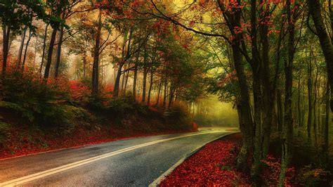 nature, Photography, Landscape, Mist, Road, Fall, Morning, Leaves ...