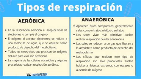 Diferencias Y Semejanzas Entre Respiracion Aerobia Y Anaerobia The