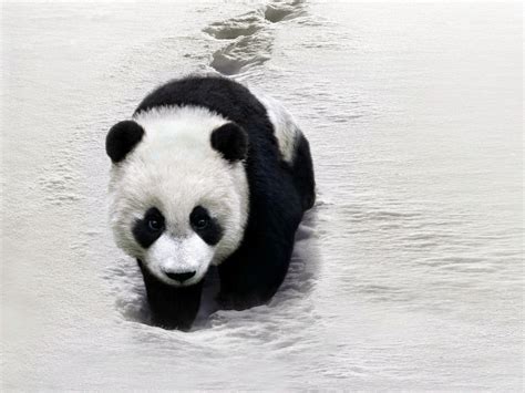 Foto Lucu Binatang Panda Terbaru | Display Picture Unik