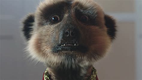 Whats The New Compare The Meerkat Advert Song Compare The Market