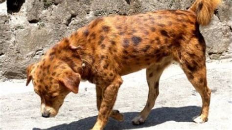 11 Excellent But Endangered Indian Dog Breeds Pethelpful