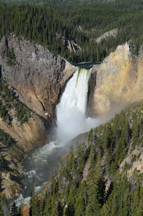 Spring In Yellowstone National Park Lower Yellowstone Falls And The