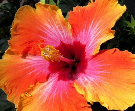 Hibiscus Tropical Sunset 3 Photograph By Adrienne Wilson Fine Art America