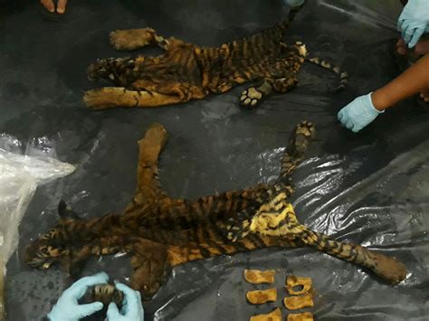 Ditangkap 5 Anggota Jaringan Perdagangan Ilegal Harimau Sumatera