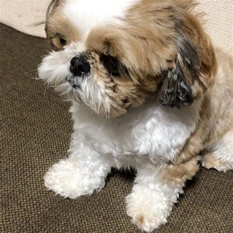 14 Cool Facts You Didnt Know About The Shih Tzu Petpress