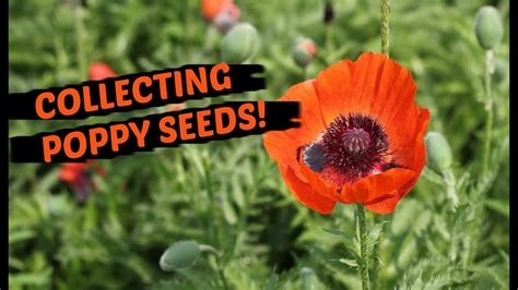 Growing poppies as winter annuals. How To Collect Poppy Seeds - THE EASIEST METHOD! - YouTube