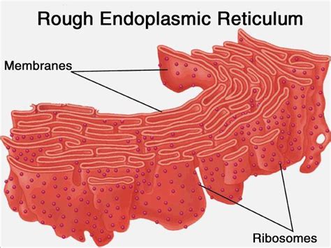 Smooth endoplasmic reticulum (ser) is a type of endoplasmic reticulum consisting of tubular vesicles that lack ribosomes on the outer surface and is involved in the function. Endoplasmic Reticulum - Biology Scavenger Hunt