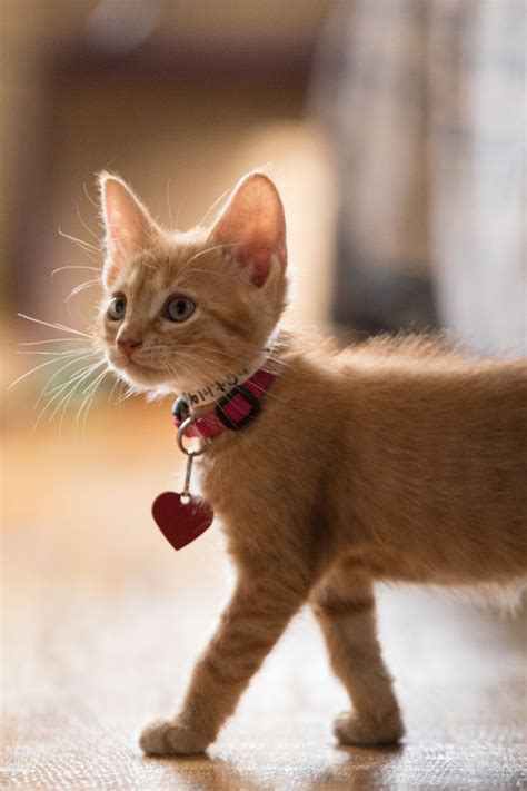 Four Effective Strategies To Adopt Out Foster Kittens Kitten Adoption