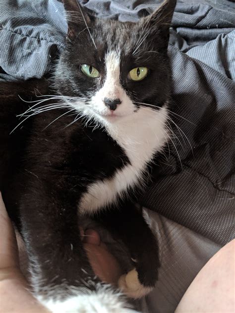 Giving up your cat is a difficult decision, but we understand things change. Cats for Adoption | Purr Partners