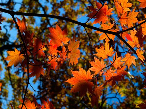 Red Maple Tree Leaves Against Blue Sky Stock Photo Image Of Design