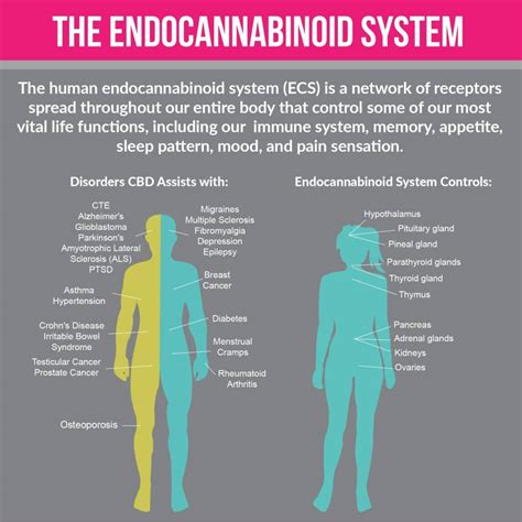 ﻿how Cbd Works The Endocannabinoid System Explained A Journey