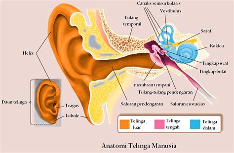 Gambar Telinga Manusia Struktur Dan Fungsi Telinga Manusia Telinga