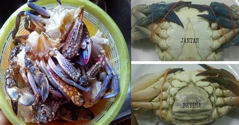 Nilawati turut memaklumkan, kesan koyakan dan geseran pada kemaluan mangsa boleh dihasilkan dengan cara konsensual atau paksaan namun tiada masa spesifik ia boleh berlaku. Tip Pilih Ketam Yang Segar, Manis & Banyak Isi. Ikut 8 Tip ...