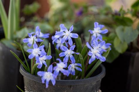 These are some of the plants that come into flower in early spring: Five bulbs for March flowers - gardenersworld.com