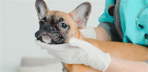 Dog Acne Causes Symptoms And Treatment