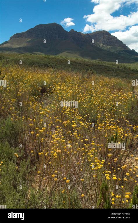The Helderberg Mountain Can Be Seen Above A Carpet Of Yellow Flowering