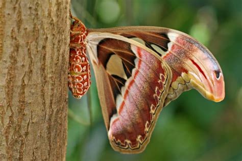 5 Awesome Facts About The Atlas Moth Mental Floss