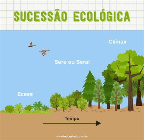 Sucessão ecológica conheça as fases que constituem esse processo