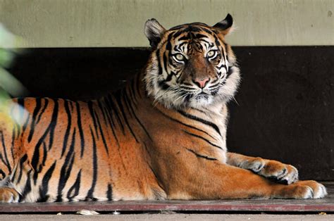 The Sumatran Tigress Second Picture Of Her She Was Lying Flickr