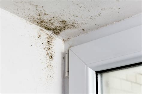 Wie viel wasserdampf die luft maximal aufnehmen kann, hängt von der lufttemperatur ab. Schimmel in der Kellerwohnung - BRUNE Magazin