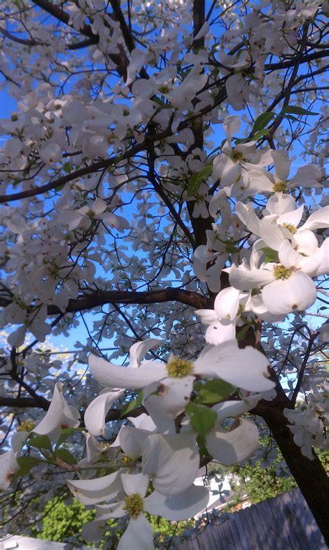 Maybe you would like to learn more about one of these? Fizz skill set: Funeral Flowers Richmond Va / Black Iris ...