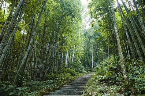 Bamboo Forest In Tien Waterfall At Xin Man Ha Giang Vietnam Stock