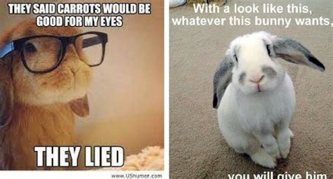 Bunny Memes That Are Way Too Cute For Your Screen