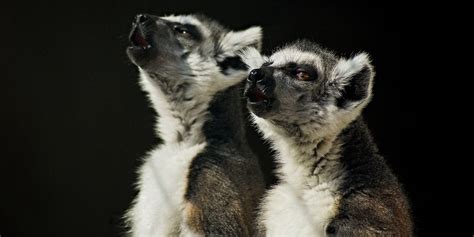The Singing Lemurs Of Madagascar Adventure Travel