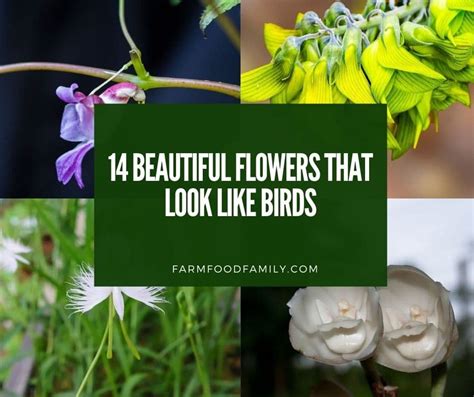 14 Beautiful Flowers That Look Like Birds With Pictures