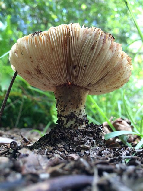 Plow & hearth go7431 fairies on mushrooms outdoor garden stakes, set of 4. Mushroom | Outdoor decor, Bird bath, Decor