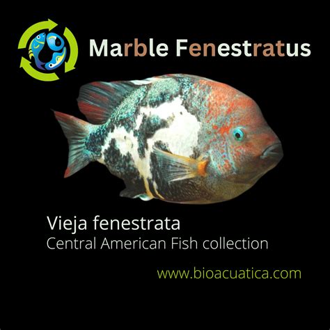 Beautiful Marble Fenestratus Cichlid 1 To 15 Inches Vieja Fenestrata