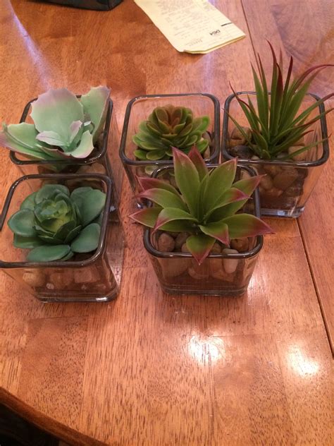 Dollar tree succulents | Dollar tree decor