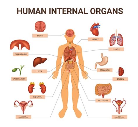 Organ Map Diagram Of Human Body Internal Organs Functions Lupon Gov Ph