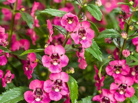 Angelonia Angelface Perfectly Pink Campbells Nursery