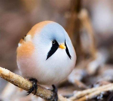 This Is The Bearded Reedling Bird Photo By David Drangsland Pretty