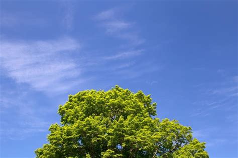 Free Stock Photo Of Green Leaves And Sky Download Free Images And