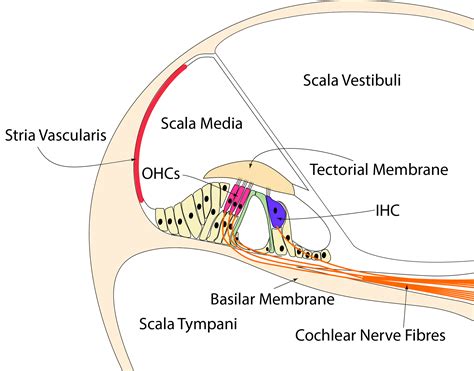 Physiology Of Hearing Enteducationswansea