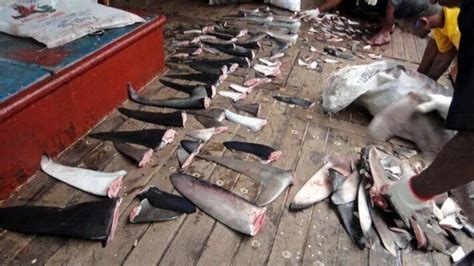 Petition · Sign This Petition To Stop World Wide Shark Finning ·