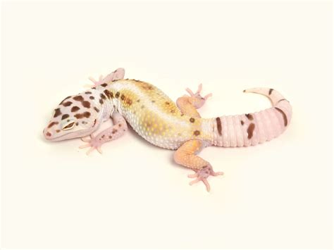 Breeder exotic exoticpet gecko leopard leopardgecko pet reptile geckobreeder. White & Yellow Mack Snow Bell Albino | The Urban Gecko ...
