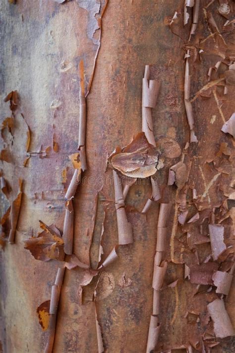 Acer Griseum Peeling Bark Maple Tree Stock Photo Image Of Paper