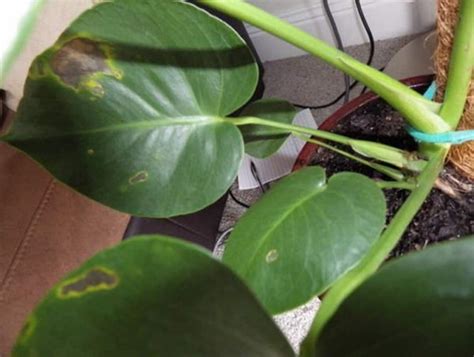 Have you got small brown spots fiddle leaf fig leaves, this can be discouraging and also complicated. Цветок Монстера - как правильно ухаживать в домашних условиях