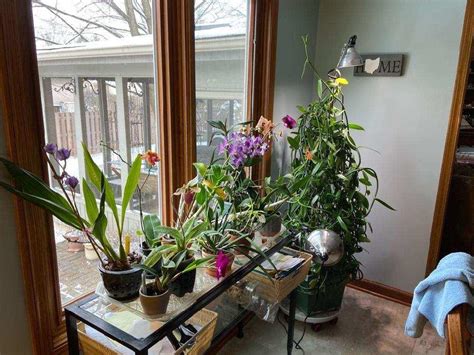 Did you scroll all this way to get facts about warm vanilla orchid? My 17 year old Vanilla Orchid is the large plant sitting ...