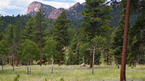 Southern Rocky Mountain Ponderosa Pine Savanna Colorado Native Plant