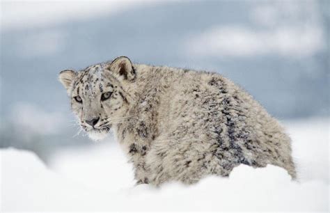 Snow Leopards Rebounding In Afghanistan Around 100 Prowling In Wakhan