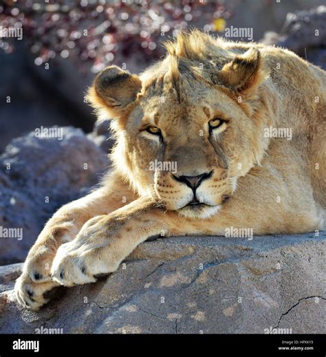 Pack Of Lions Hi Res Stock Photography And Images Alamy