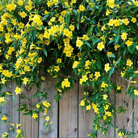 Lowest Price And 24h Ship Yellow Carolina Jasmine Live Plant In 4” Pot